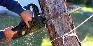 Best Tree Preservation Services  in Pocasset, MA
