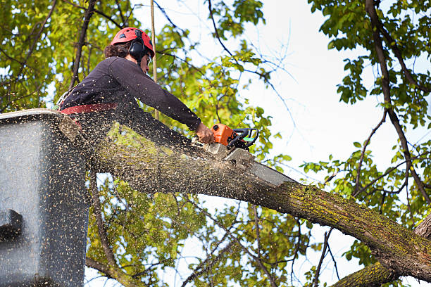 Best Tree Disease Treatment  in Pocasset, MA